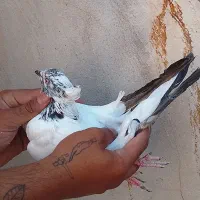 کبوتر پرشی|پرنده|سمنان, |دیوار