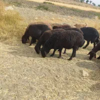 گوسفند میش قره قزل اصل