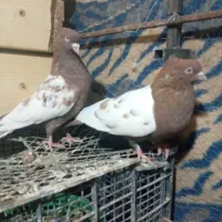یک جفت سینه تافته ای دو کت سفیدبشرط ۹۰۰تومان