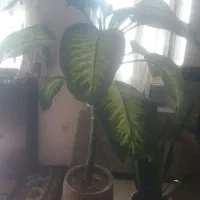 دو عدد گل دیفن باخیا با گلدان