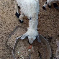 گوسفند ماده|حیوانات مزرعه|هامون, |دیوار