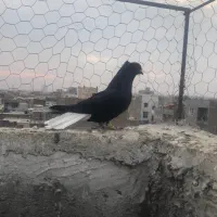 زیل دم سفید ماده و قارا سیاه