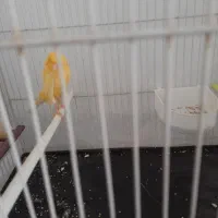 قناری نر|پرنده|مشهد, کلاته برفی|دیوار