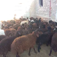 فروش بره|حیوانات مزرعه|اردبیل, |دیوار