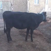 دوراس گاوشیری جوان