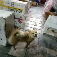 واگذاری سگ ،، به کسی که شرایط نگهداری خوب باشه