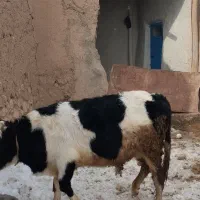 گوساله نر|حیوانات مزرعه|آبگرم, |دیوار