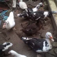 اردک اسرائیلی|حیوانات مزرعه|آستارا, |دیوار