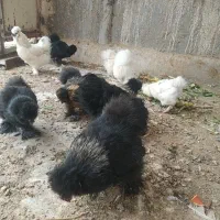 جوجه یک روزه تخم نطفه دار برهما ابریشمی و لهستانی|حیوانات مزرعه|شیراز, حافظیه|دیوار