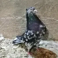 کبوتر|پرنده|قم, چهار مردان|دیوار