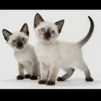 گربه کیتن سیامی siamese شورت هیر