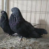 کبوتر نوک قنار سیاه