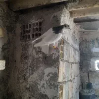 کبوتر طوقی سیاه|پرنده|اقبالیه, |دیوار