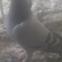 کبوتر پلاکی عکس نمایشی است