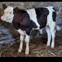 گاو گوساله
