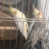 عروس هلندی نر وماده