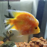 ماهی فلاور باکس خاص