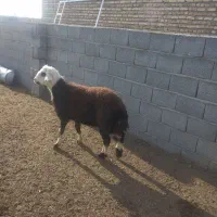 یک بره قوچی دوقلو زاه بروجردی