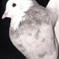 کبوتر طوقی  معاوضه میکنم|پرنده|لنده, |دیوار