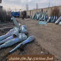 به قیمت عمده از نهالستان نهالتو بخر