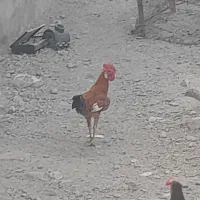 خروس|حیوانات مزرعه|جیرفت, |دیوار
