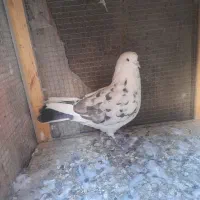 کفتر|پرنده|سیرجان, |دیوار