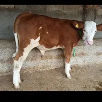 گوساله جدید سمینتال