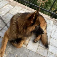 سگ ژرمن  ماده|سگ|گرگان, |دیوار