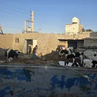 گاو فروشی|حیوانات مزرعه|شهر ری, علایین|دیوار