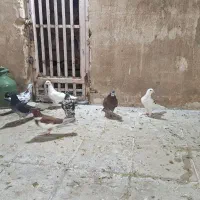 کفترگرفتنی|پرنده|قم, کیوانفر|دیوار