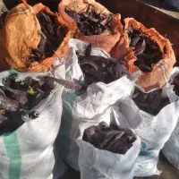 چند گونی میوه لیلکی