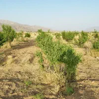 فروش باغچه 3500متری واقع در شبانکاره میمند|فروش زمین و ملک کلنگی|شیراز, عادل آباد|دیوار