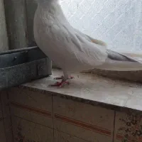 کبوتر نقش سفید مهر نوک ریز|پرنده|سمنان, |دیوار