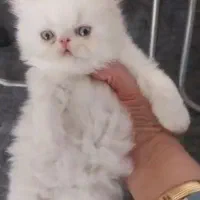 پرشین دوماهه اصیل
