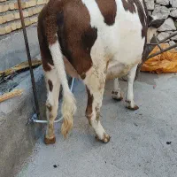 گاو  سمینتال