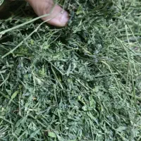 یونجه خرگوش
