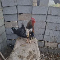 ۳عدد خروس گلین و لاری گردن گلابی|حیوانات مزرعه|شیراز, بید زرد|دیوار