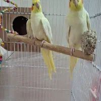 عروس هلندی لوتینو