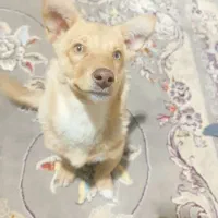 2 قلاده توله سگ پاکوتاه و سرابی|سگ|کرمانشاه, |دیوار