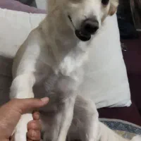 گمشده سگ|حیوانات|اصفهان, الهیه|دیوار