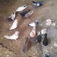 فروش دسته بهبهانی