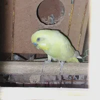 مرغ عشق نر بالغ
