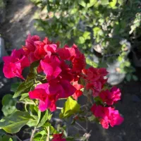 گل کاغذی