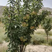 باغ