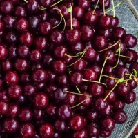 پیشفروش نهال گیلاس مرتون بیگارو با شرایط چک|خدمات باغبانی و درختکاری|زهان, |دیوار