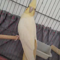 عروس هلندی لوتینو ماده