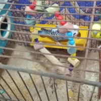 مرغ عشق دو جفت|پرنده|چاراویماق, |دیوار