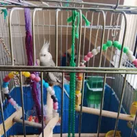 عروس هلندی وایت فیس