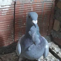 سبز فری ماده