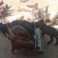 کهره  و بره.|حیوانات مزرعه|شیراز, ده پیاله|دیوار